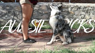 Basic Australian Shepherd Tricks ALL Aussies should know!