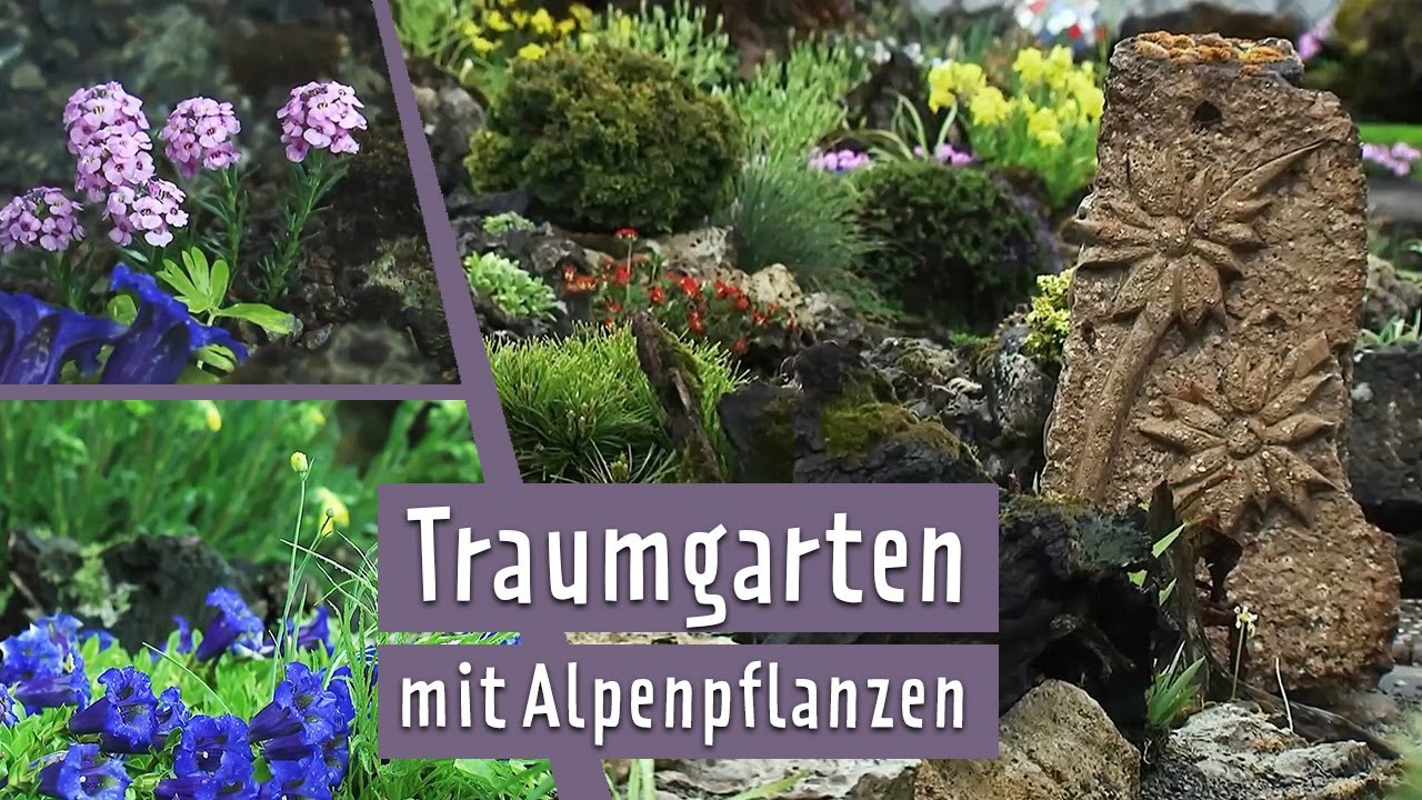 Ein Steingarten mit Alpenpflanzen und Bonsais | MDR Garten