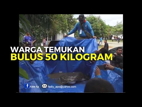 Heboh Warga Temukan Bulus Raksasa Seberat 50 Kilogram Saat Bersih