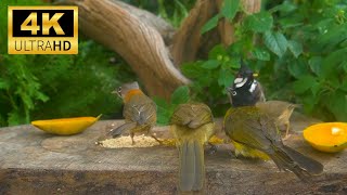 Cat TV for Cats to Watch 😺 Cute Birds & Little Squirrels in the Forest 🐿24 Hours 4K HDR