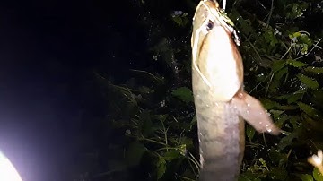 Cắm Câu Cá Lóc Đêm Khuya # SẮN BẮT ĐỒNG THÁP #