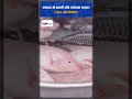 Fresh Fish Cheaper Than Market? CIFA Makes It Possible! | Fishery News