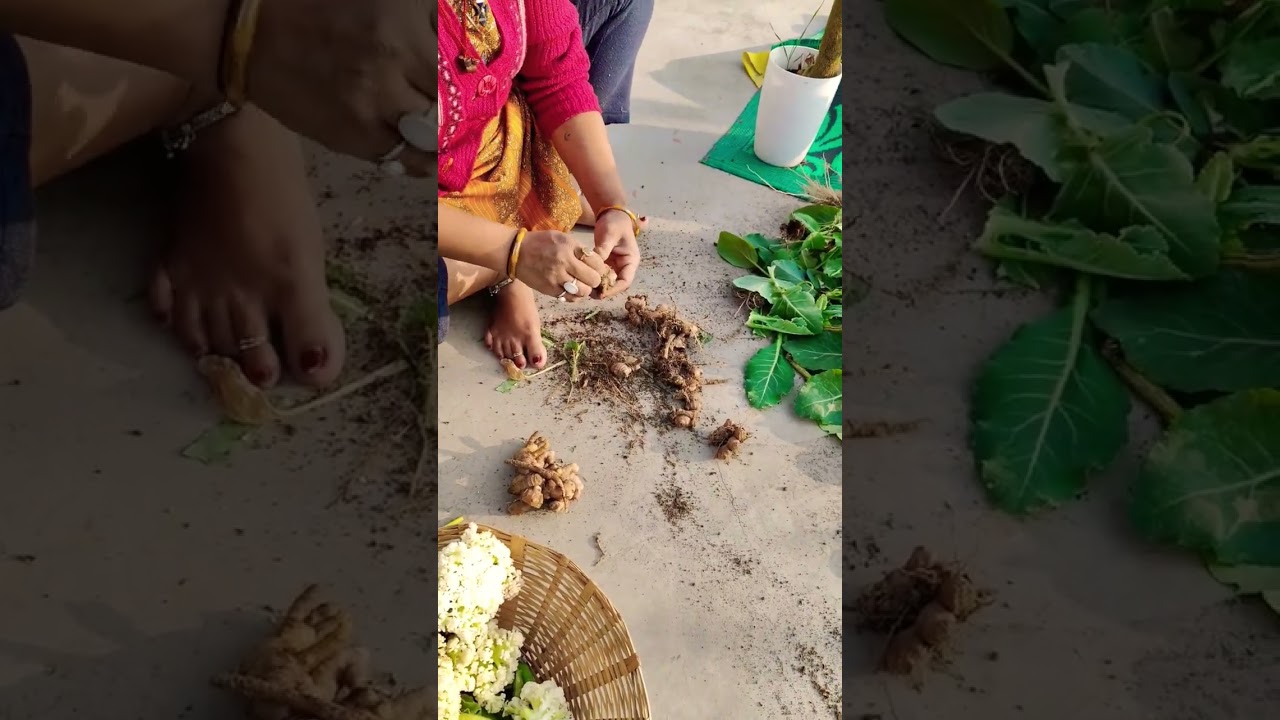 terrace garden | adrak harvesting |