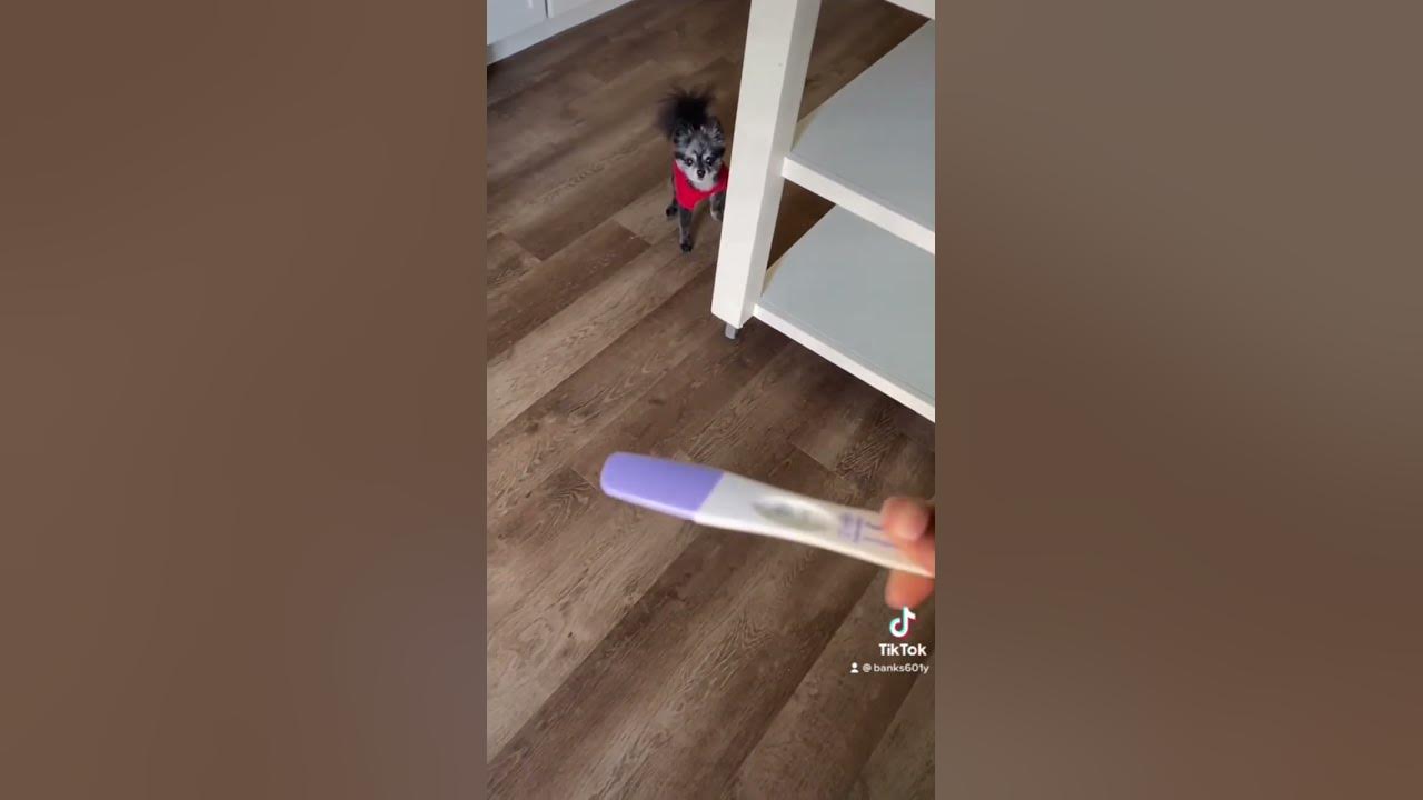 dog-pee-on-pregnancy-test-youtube