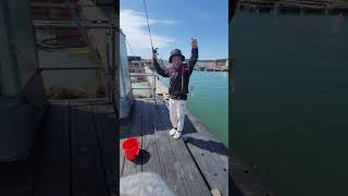 유튜버 대전어부님 고등어 히트 대일수산좌대 #fishing #문어 #쇼츠 #shorts #갑오징어 #주꾸미낚시 #낚시 #fishingvideos #좌대낚시 #트로트 #먹방 #먹거리