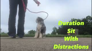 Ellie 6 month Mini Golden Mountain Doodle - Before and After Training Video