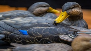 Heart of Louisiana: Duck Carving