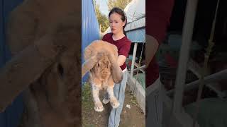 The.Xuyuanlianmaiguagua#shorts #trendingvideo #funny #animallovers  😱💯🎉 #funny Profile