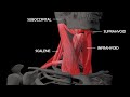 An indepth look at the anatomy of neck muscles