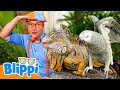 動物園の飼育員さんにちょうせん!🦒🦁 | シンガポールアドベンチャー | ブリッピー 日本語 - 幼児向け教育動画 Blippi