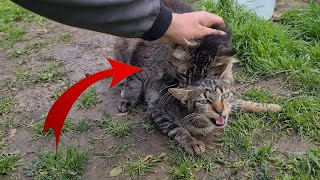 Watch this! Male cat thinks other male cat is female by Pawmission 33 views 4 days ago 3 minutes, 50 seconds