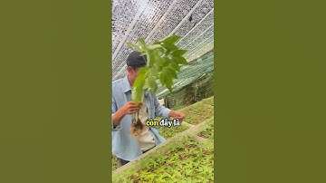 Giống Sâm Ngọc Linh #shorts