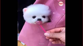 Chó Phốc Sóc Mini | Tik Tok Chó Phóc Sóc mini hài hước | Funny and Cute Pomeranian | Min cute