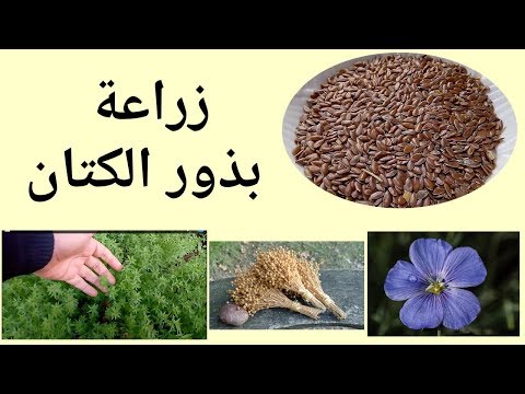 فيديو: زهرة الكتان - كيف ينمو الكتان