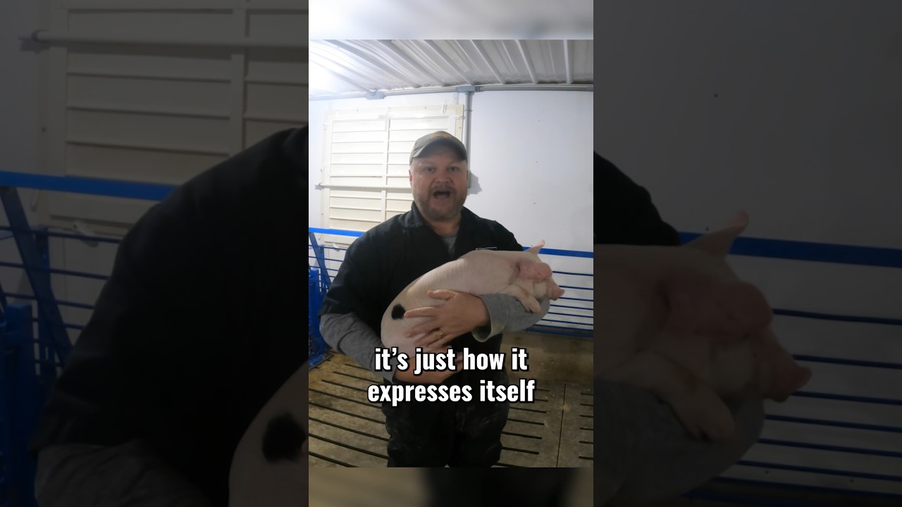 Duroc Pigs Are The Best