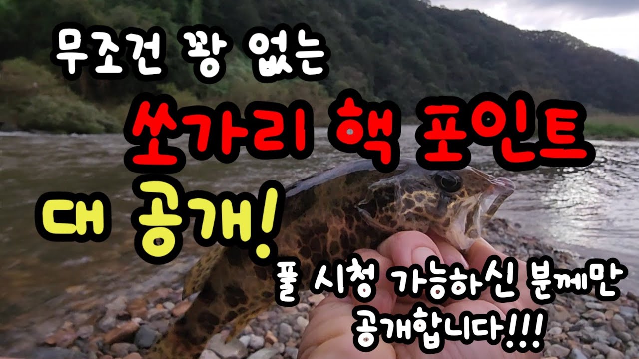 나만에 쏘가리 포인트 대 공개 초강!