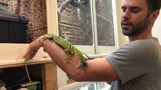 Tree monitor feeding day.