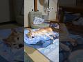 愛犬のＳＯＳコール　 #shiba #柴犬