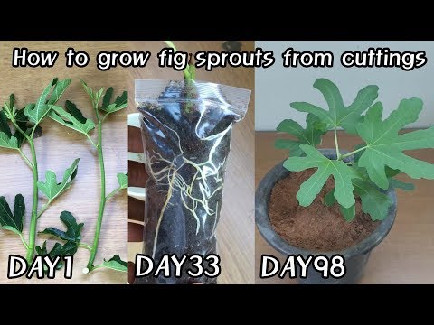 무화과 순삽목하는 방법ㅣHow to grow fig sprouts from cuttings