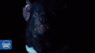 The Tasmanian devil: this is an animal whose screams make it survive