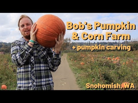 Video: Seattle Corn Mazes und Pumpkin Patches