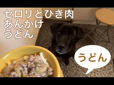 犬の手づくりご飯 セロリとひき肉のあんかけうどん Youtube