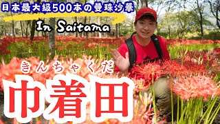【巾着田】曼珠沙華まつり！500万本の彼岸花が織りなす赤い絨毯は綺麗すぎた☺️