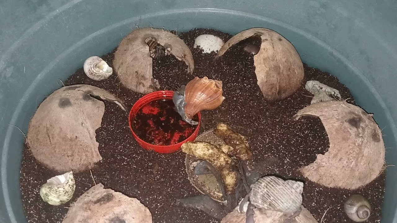 Hermit crab cam.