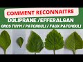 Ne faites plus lerreur entre ces plantes 