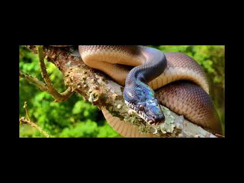 The Leiopython