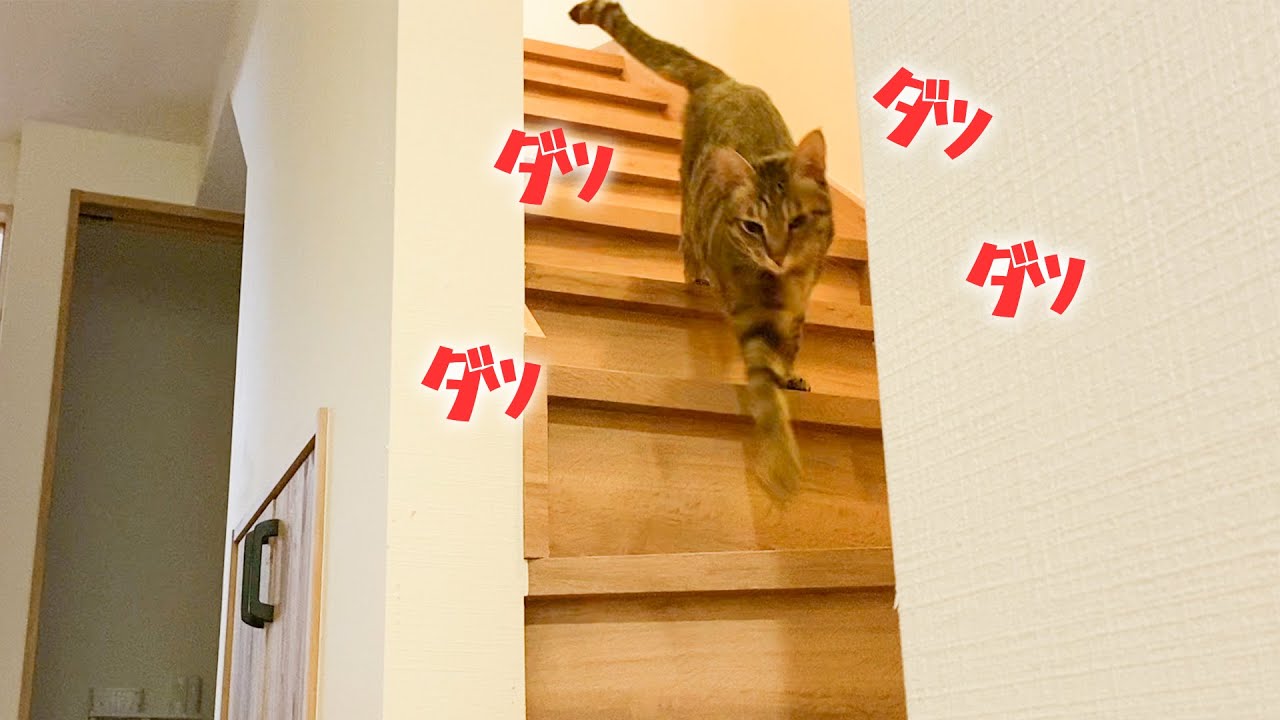 帰ったら猫が猛ダッシュで階段から出迎えに来てくれました Youtube