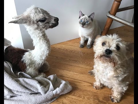 a-baby-alpaca-in-the-house!?-with-a-dog-and-a-cat?-this-farm-is-nuts!