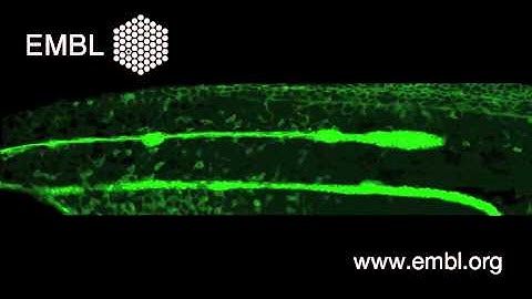 Migration makes (a) sense