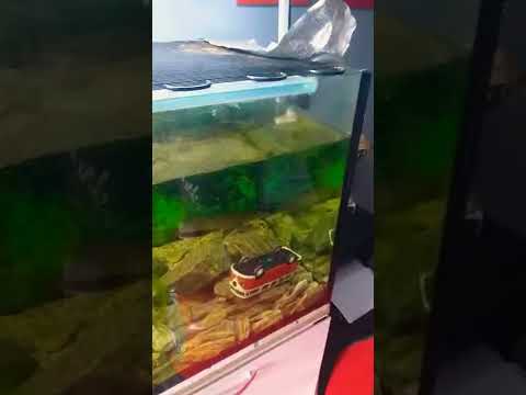 Wideo: Szklana okoń - ryby akwariowe