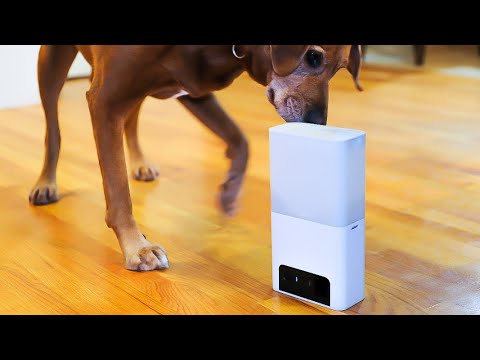 Petcube Bites 2 Lite Interactive WiFi Pet Monitoring Camera with Phone App and Treat Dispenser