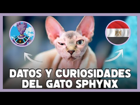 Video: 4 Datos Curiosos Sobre El Sphynx