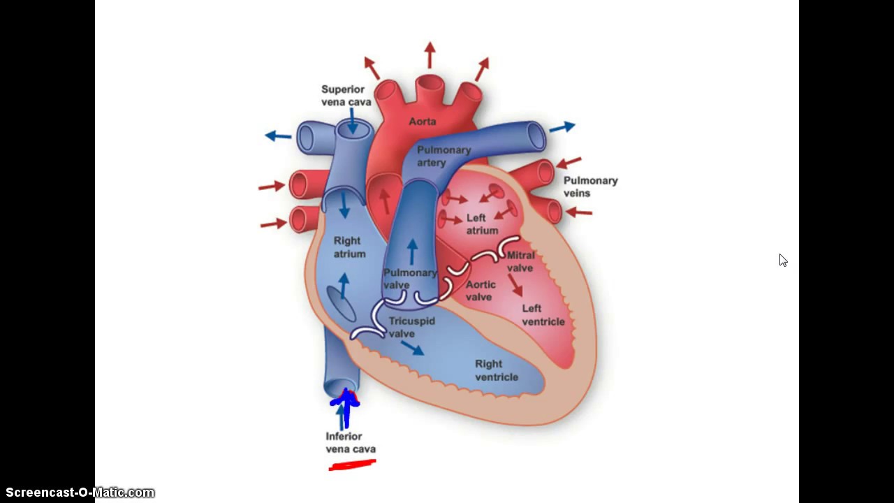 Blood Flow Through the Heart - YouTube