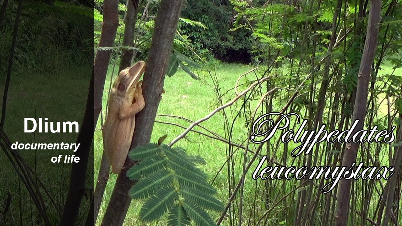 Common tree frog (Polypedates leucomystax) - part 1