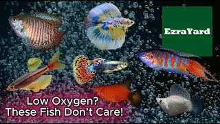 Can Fish Really Live Without an Aerator? These Fish Can!