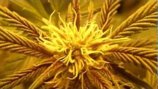 1st Grow Update of 2012