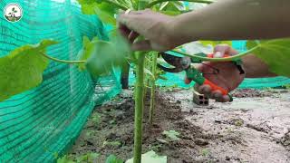វិធីសាស្ត្រក្នុងការថែទាំពោតបារាំងអោយលូតលាស់បានល្អ // How to Keep Corn Growing Well