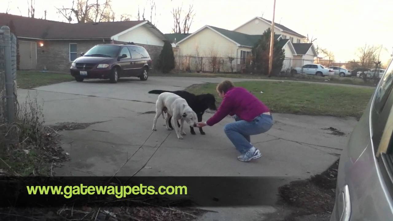 aspca near me Lloyd & Whitney. East St. Louis 12.29.11