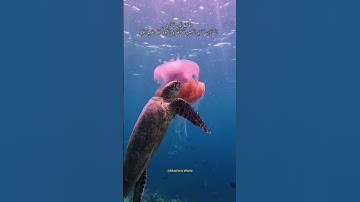 الحمد لله الذي له ما في السماوات وما في الأرض وله الحمد في الآخرة وهو الحكيم الخبير (١)🦋🤍سورة سبأ