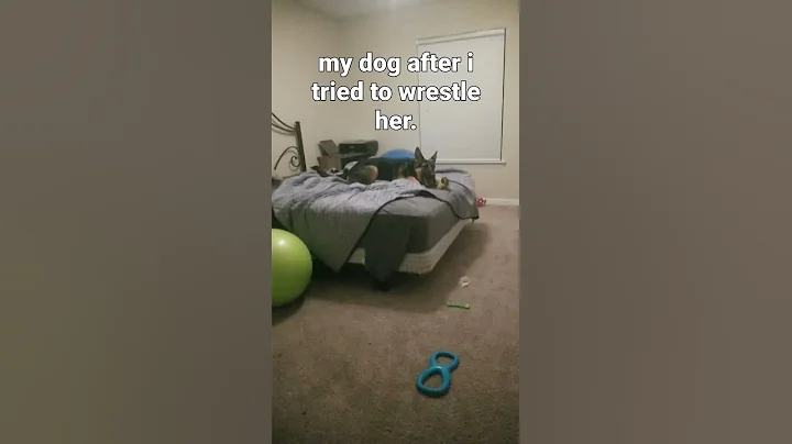 I tried to wrestle my dog