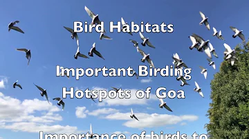 Our Solutions are in Nature : Birds of Goa  with Savio Fonseca