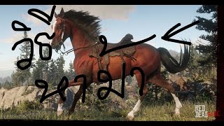 RED DEAD REDEMTION 2|วิธีการและขั้นตอในการหาม้า Arabian ในตำนานทั้ง 4 ตัว