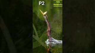 The Mysterious Anhinga: Nature's Underwater Hunter | P 2