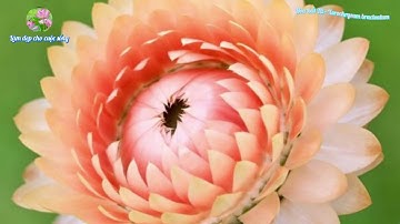 Hoa Bất Tử - Xerochrysum bracteatum - @Lamdepchocuocsong - Nguồn: Internet