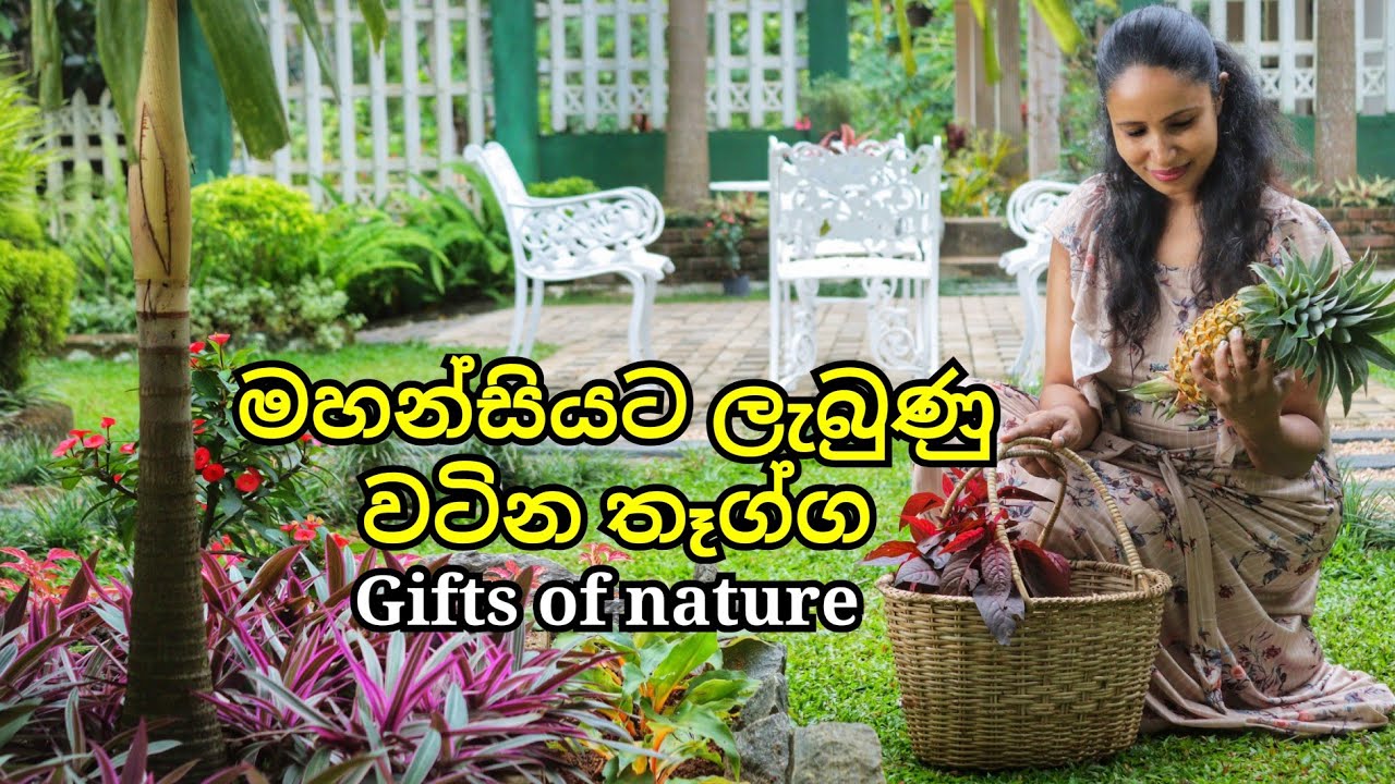 මහන්සියට ලැබුණු වටින තෑග්ග || Harvesting Fresh Vegetables & Fruits From My Garden