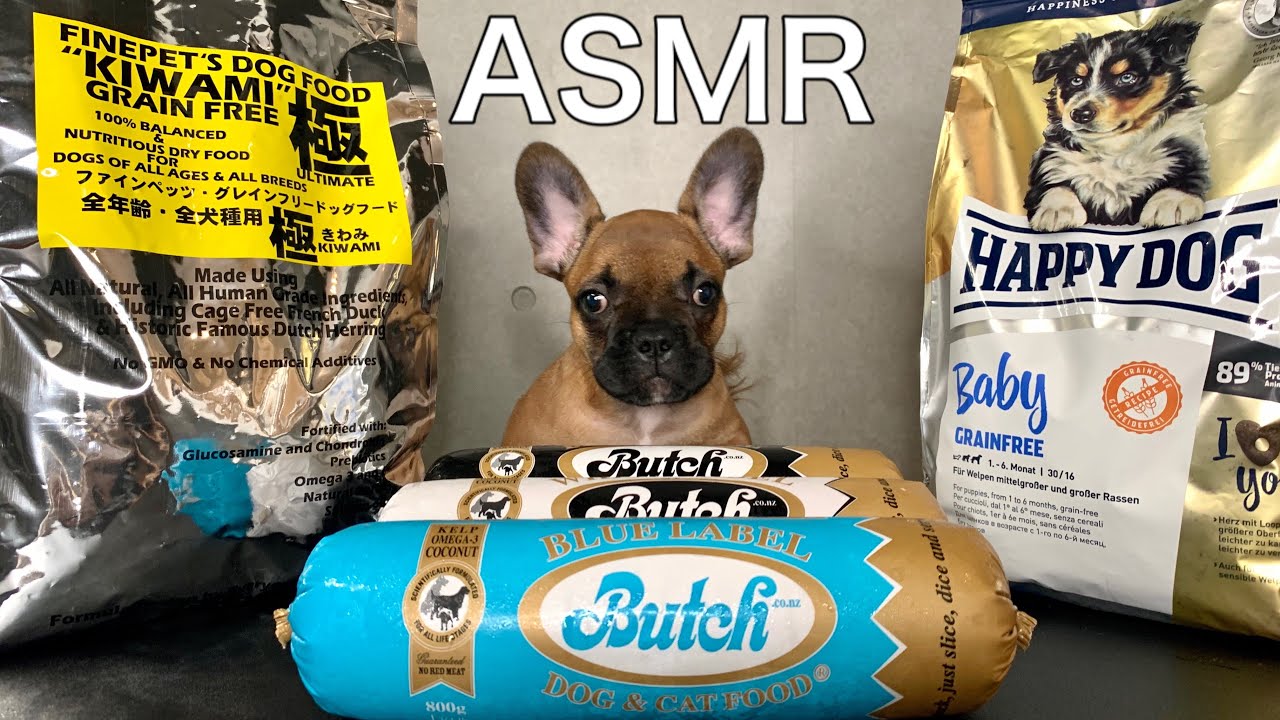 ご飯を食べるのが大好きなフレンチブルドッグ子犬のASMR【モッパン・咀嚼音】 YouTube